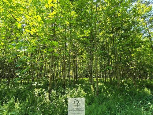 Waldverkauf-Ravensburg_15.jpg - 