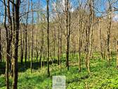 Waldverkauf-Ravensburg_17.jpg - 