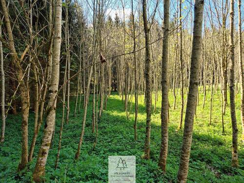 Waldverkauf-Ravensburg_18.jpg - 