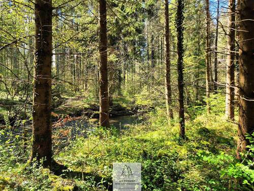Waldverkauf-Ravensburg_20.jpg - 