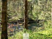 Waldverkauf-Ravensburg_22.jpg - Vielfältige Waldfläche mit naturnahen Beständen im Tal der Wolfegger Ach
