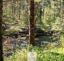 Vielfältige Waldfläche mit naturnahen Beständen im Tal der Wolfegger Ach - Bergatreute