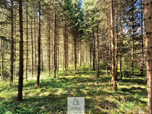 Waldverkauf-Ravensburg_21.jpg - 