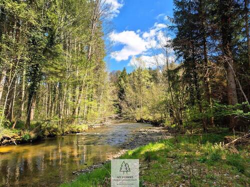 Waldverkauf-Ravensburg_25.jpg - 