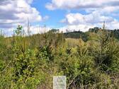 Waldverkauf-Ravensburg_28.jpg - 
