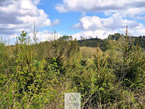 Waldverkauf-Ravensburg_28.jpg - 
