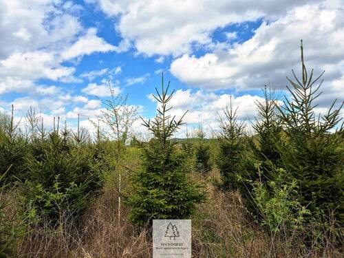 Waldverkauf-Ravensburg_29.jpg - 