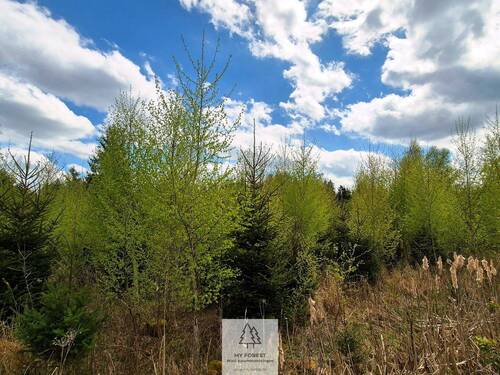 Waldverkauf-Ravensburg_30.jpg - 