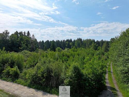Waldverkauf-Ravensburg_31.jpg - 