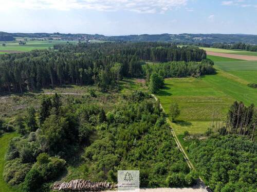 Waldverkauf-Ravensburg_33.jpg - 