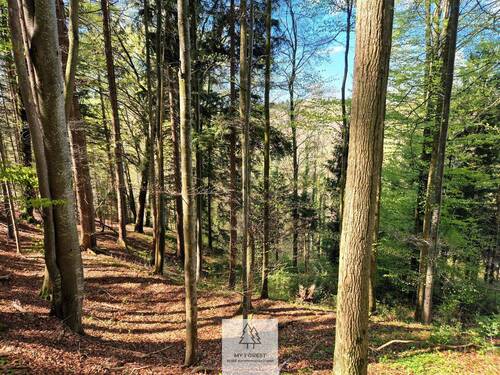 Waldverkauf-Ravensburg_02.jpg - Grundstück in Bergatreute