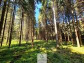 Waldverkauf-Ravensburg_04.jpg - 