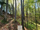 Waldverkauf-Ravensburg_05.jpg - 