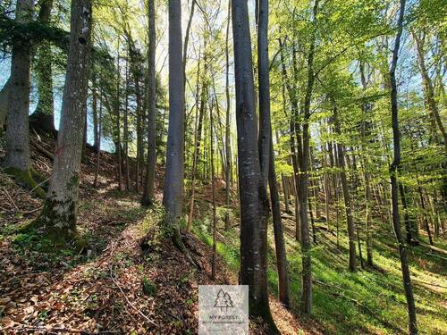 Waldverkauf-Ravensburg_05.jpg - 