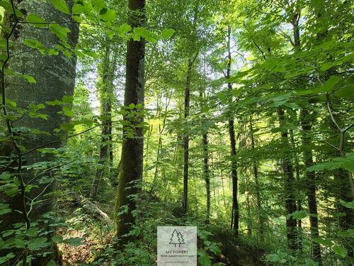 Waldverkauf-Ravensburg_06.jpg - 