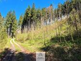 Waldverkauf-Ravensburg_07.jpg - 