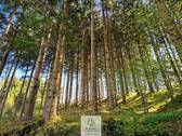 Waldverkauf-Ravensburg_08.jpg - 