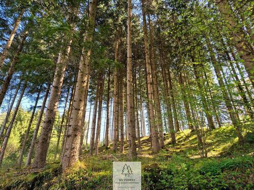 Waldverkauf-Ravensburg_08.jpg - 