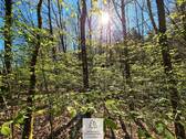 Waldverkauf-Mainhardt_10.jpg - 