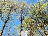 Waldverkauf-Mainhardt_11.jpg - 