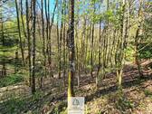 Waldverkauf-Mainhardt_12.jpg - 