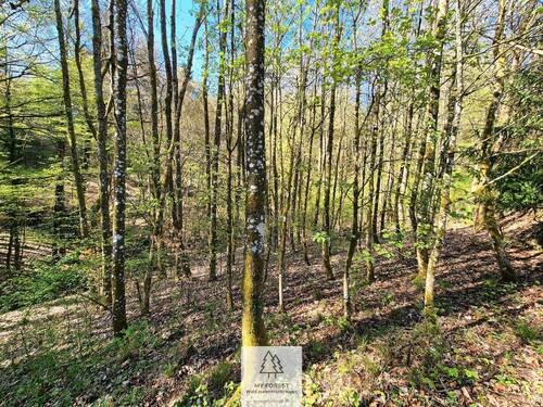Waldverkauf-Mainhardt_12.jpg - 