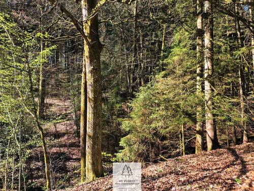 Waldverkauf-Mainhardt_13.jpg - 