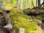 Waldverkauf-Mainhardt_15.jpg - 