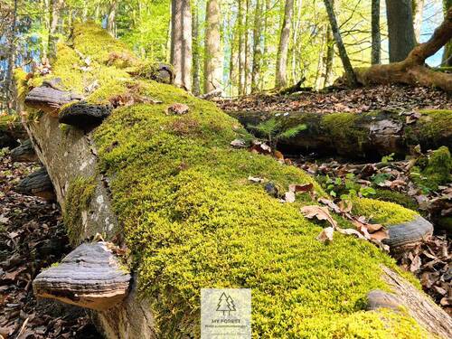 Waldverkauf-Mainhardt_15.jpg - 