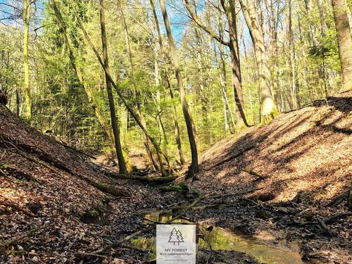 Waldverkauf-Mainhardt_16.jpg - 
