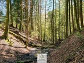 Waldverkauf-Mainhardt_17.jpg - 