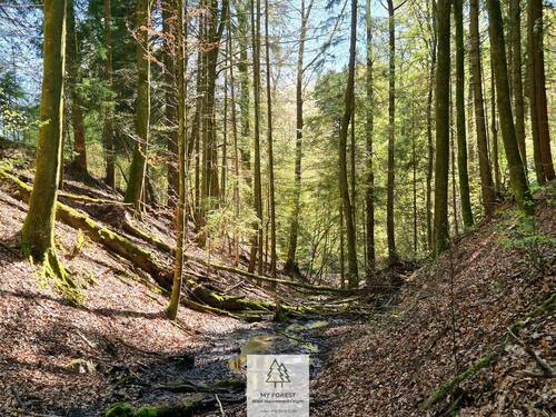 Waldverkauf-Mainhardt_17.jpg - 