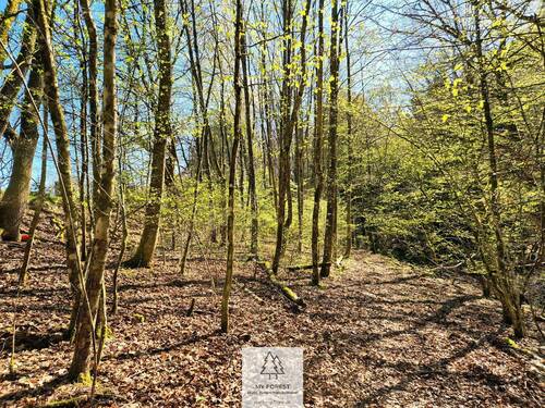 Waldverkauf-Mainhardt_18.jpg - 