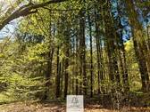 Waldverkauf-Mainhardt_19.jpg - 