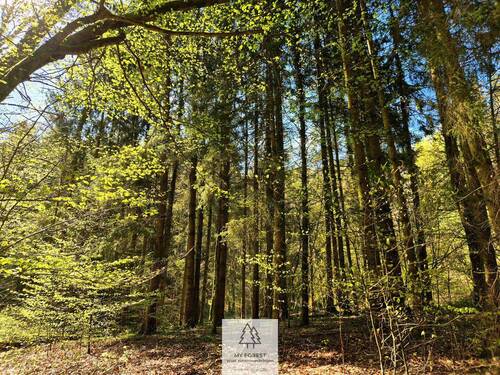 Waldverkauf-Mainhardt_19.jpg - 