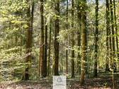 Waldverkauf-Mainhardt_20.jpg - 