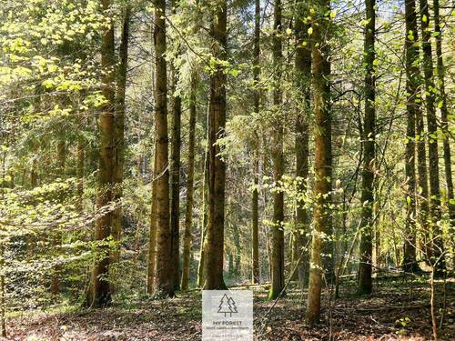 Waldverkauf-Mainhardt_20.jpg - 