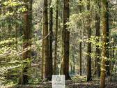 Waldverkauf-Mainhardt_21.jpg - 