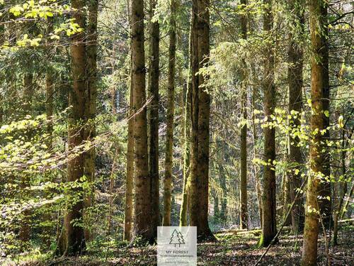 Waldverkauf-Mainhardt_21.jpg - 