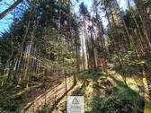 Waldverkauf-Mainhardt_23.jpg - 