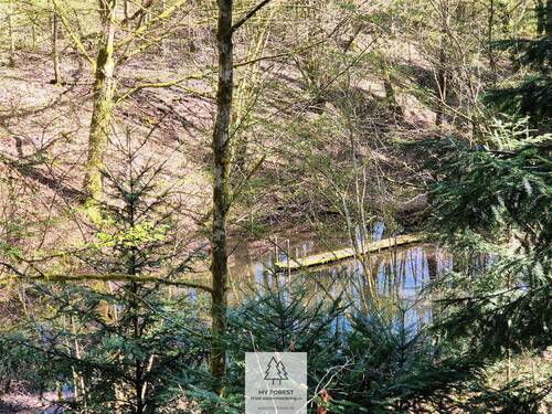 Waldverkauf-Mainhardt_29.jpg - 