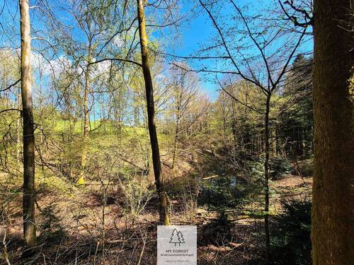 Waldverkauf-Mainhardt_31.jpg - 