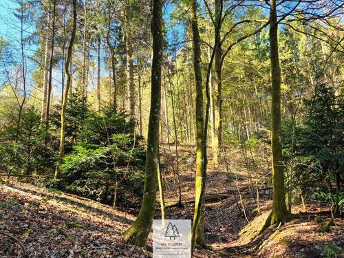 Waldverkauf-Mainhardt_04.jpg - Grundstück in Mainhardt zum Kaufen