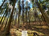Waldverkauf-Mainhardt_05.jpg - 