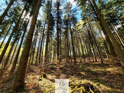 Waldverkauf-Mainhardt_05.jpg - 