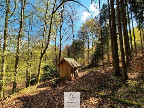 Waldverkauf-Mainhardt_06.jpg - 