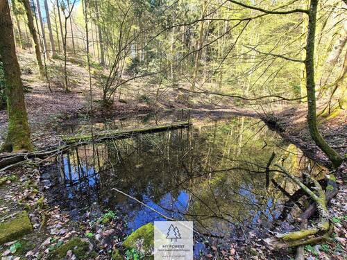 Waldverkauf-Mainhardt_08.jpg - 