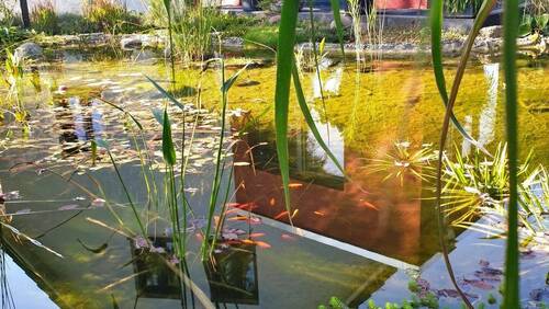 Fische im Gartenteich - 