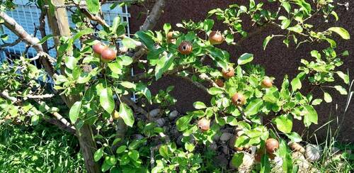 Obstbaum - 