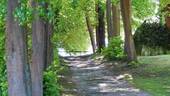 Allee zum See - 